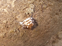 Podalia walkeri