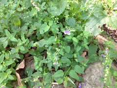 Scutellaria saxatilis