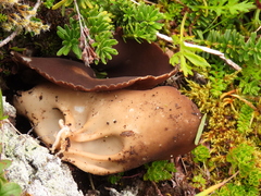 Helvellaceae