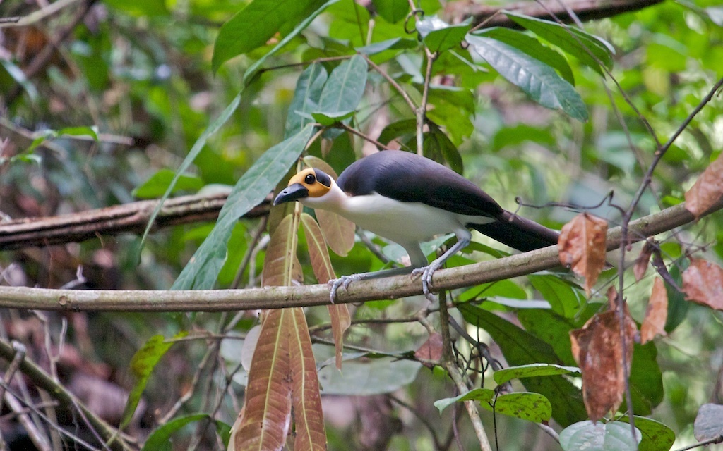 White-Necked Rockfowl