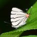 Mariposa Sedosa Blanca Cebra - Photo (c) Barry Sullender, algunos derechos reservados (CC BY-NC), uploaded by Barry Sullender