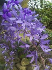 Petrea volubilis