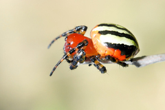 Alpaida quadrilorata