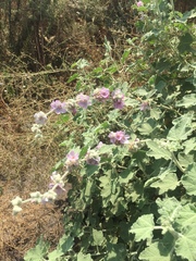 Malacothamnus fremontii