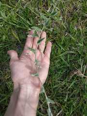 Convolvulus hermanniae