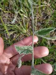 Convolvulus hermanniae