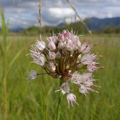 Allium suaveolens