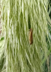 Limnaecia phragmitella