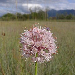 Allium suaveolens