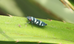 Balacha melanocephala