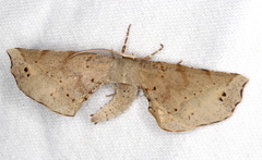 Parepisparis excusata