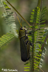 Taeniopoda picticornis