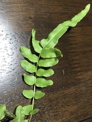 Pteris vittata