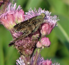 Urbanus proteus proteus