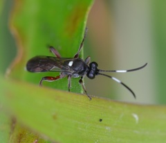 Vulgichneumon diminutus