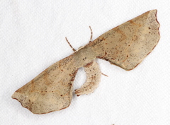 Parepisparis excusata