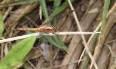Erythrodiplax atroterminata