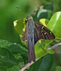 Urbanus proteus proteus