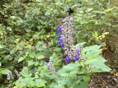 Salvia urolepis