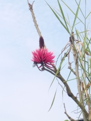 Pseudobombax ellipticum