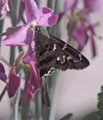 Urbanus proteus proteus