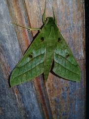 Xylophanes mirabilis