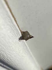 Telamona decorata