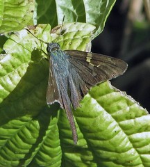 Urbanus proteus proteus