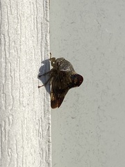 Telamona decorata