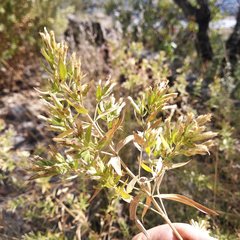 Steviopsis thyrsiflora