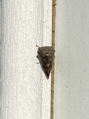 Telamona decorata