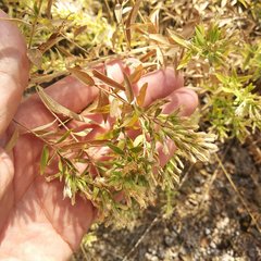 Steviopsis thyrsiflora