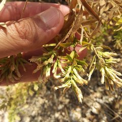 Steviopsis thyrsiflora