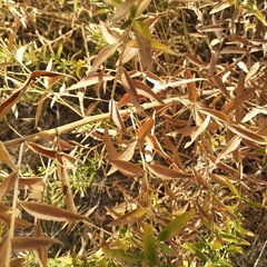 Steviopsis thyrsiflora