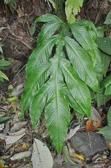 Tectariaceae