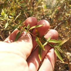 Steviopsis thyrsiflora