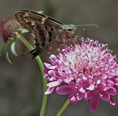 Urbanus proteus proteus