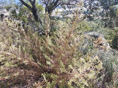 Steviopsis thyrsiflora