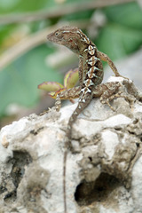 Anolis hispaniolae