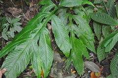 Tectariaceae