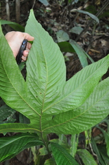 Tectariaceae