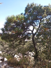 Pinus teocote