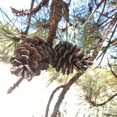 Pinus teocote