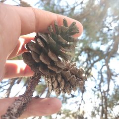 Pinus teocote