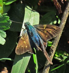 Urbanus proteus proteus