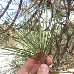 Pinus teocote