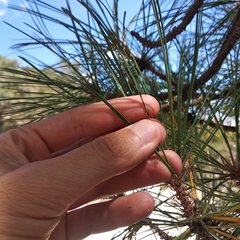 Pinus teocote