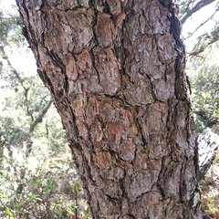 Pinus teocote