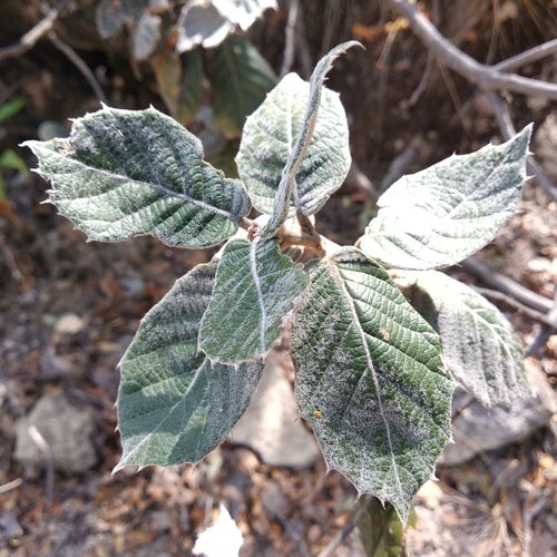 Leather leaf mexican oak