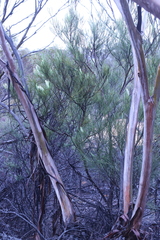 Grevillea pterosperma